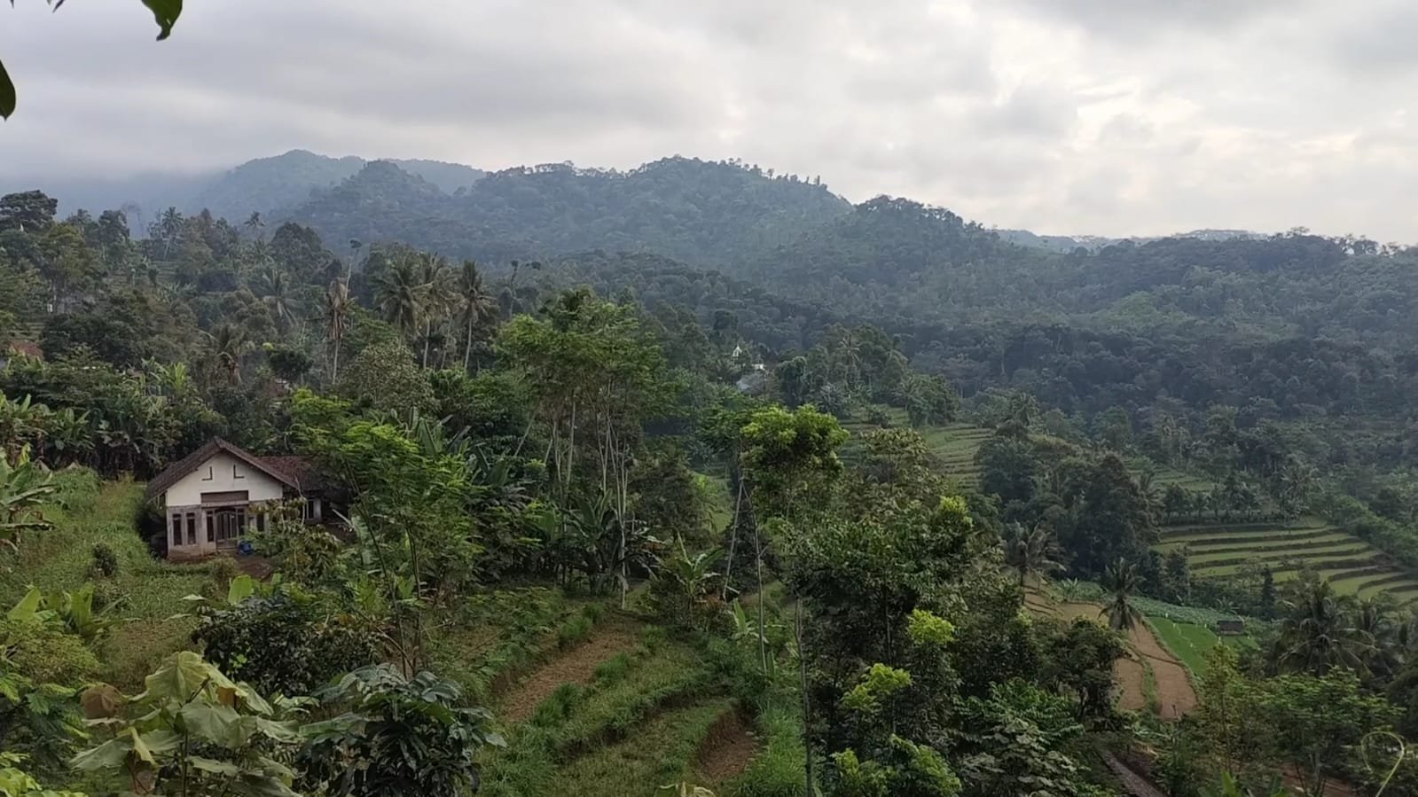 yanabi