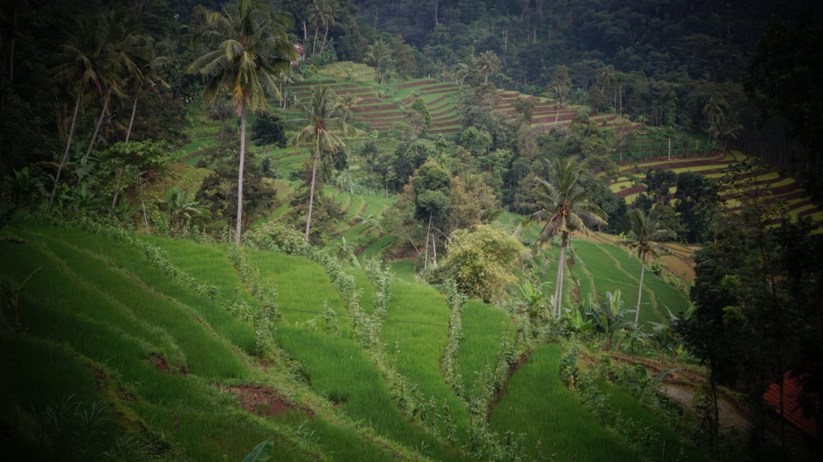 Lanscape Pertanian Desa Panduman